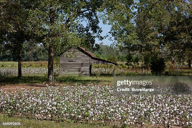 Cotton Fields, Monroe County, Alabama