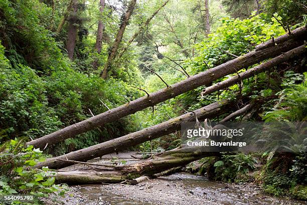 Fern Canyon is a canyon in the Prairie Creek Redwoods State Park in Humboldt County, California