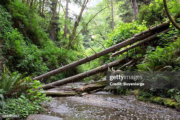 Fern Canyon is a canyon in the Prairie Creek Redwoods State Park in Humboldt County, California