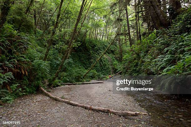 Fern Canyon is a canyon in the Prairie Creek Redwoods State Park in Humboldt County, California