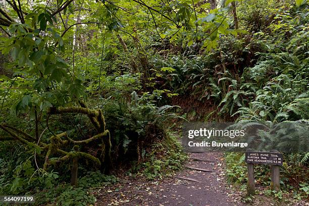 Fern Canyon is a canyon in the Prairie Creek Redwoods State Park in Humboldt County, California