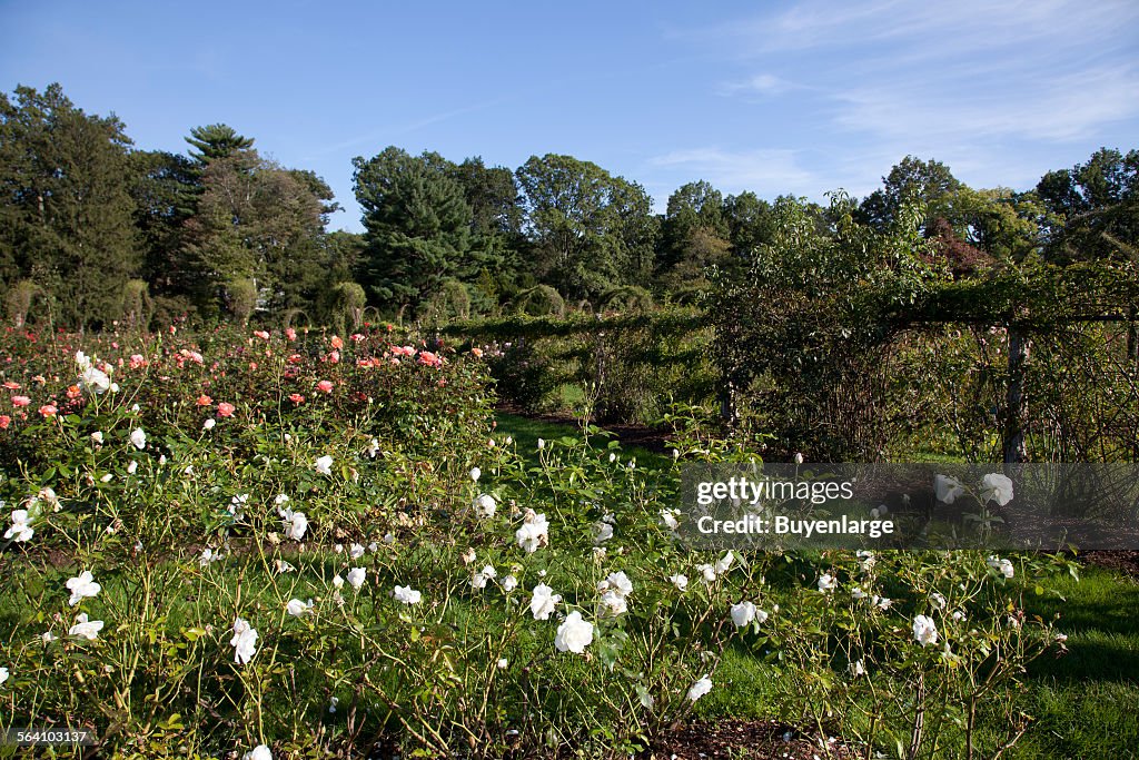 Elizabeth Park Rose Garden located in Hartford, Connecticut