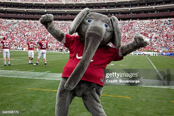 Since the 1930s, Big Al, the Alabama Crimson Tide football team mascot has cheered the team to victory at the University of Alabama, Tuscaloosa,...