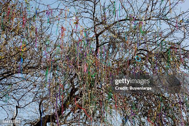 Mardi Gras beads hang in a tree for weeks after Mardi Gras in Mobile, Alabama