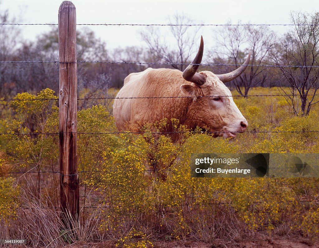 The State of Texas raises longhorn cattle at Abilene State Historical Park on the site of old Fort G