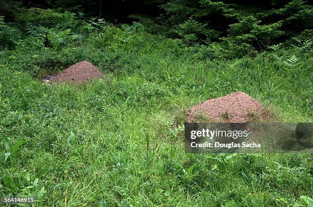 fire ant mounds in the wild - solenopsis invicta stock-fotos und bilder