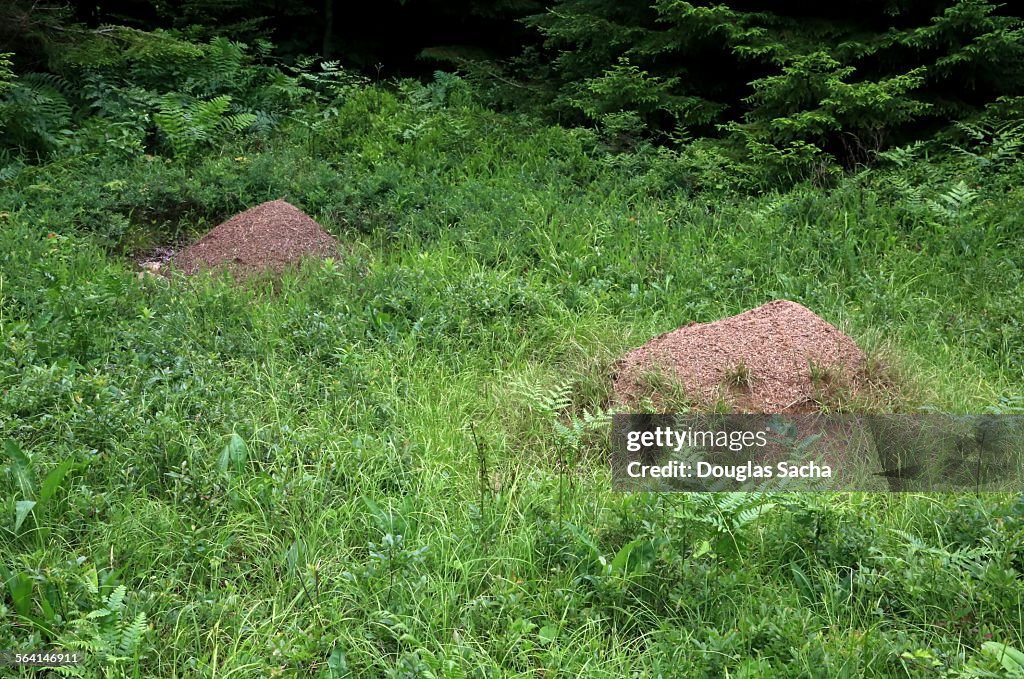 Fire ant mounds in the wild