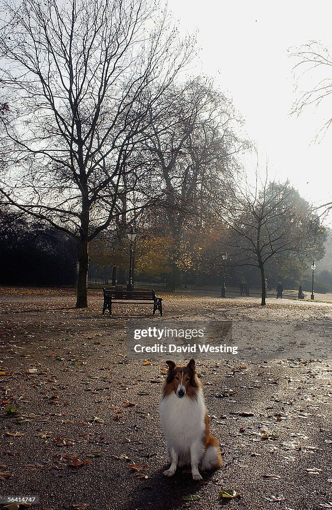 Lassie Photocall