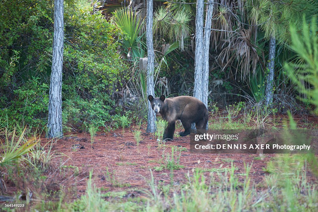 Florida black bear early morning