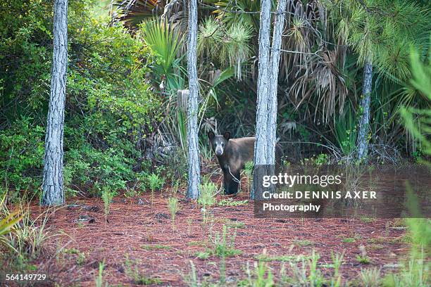 bear behind trees naples florida - black bear stock pictures, royalty-free photos & images