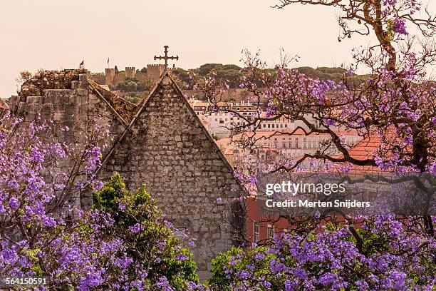 blooming jacaranda tree at largo do carmo - ジャカランダの木 ストックフォトと画像