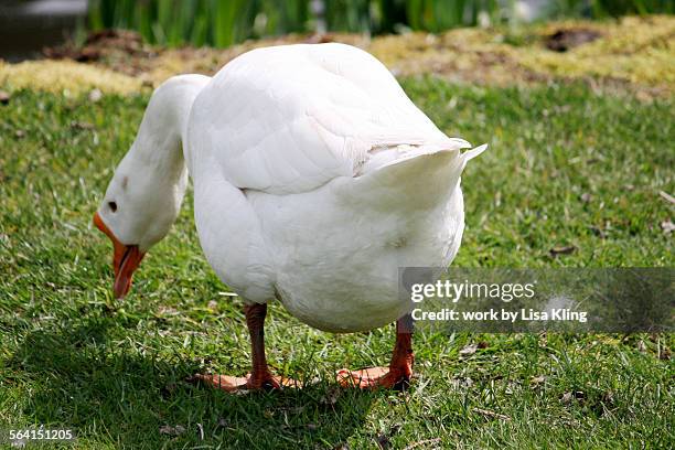 Duck Rear 533 Duck Tail Stock Photos, High-Res Pictures, and Images - Getty Images