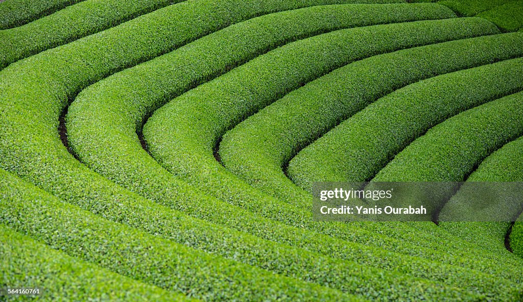 Japanese tea plantation in Uji, Kyoto