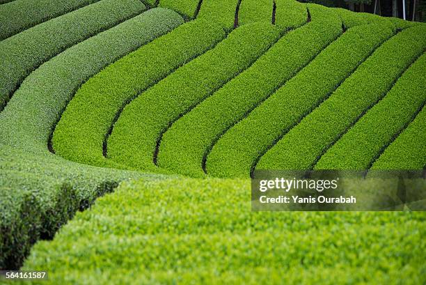 japanese tea field plantation in uji, kyoto pref - uji kyoto stock pictures, royalty-free photos & images