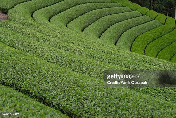tea field plantation in the mountain of uji, japan - uji kyoto stockfoto's en -beelden