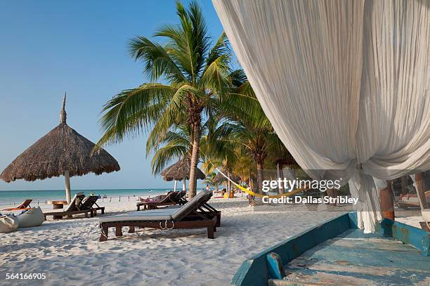 beautiful palm-fringed beach on holbox island - holbox island stockfoto's en -beelden