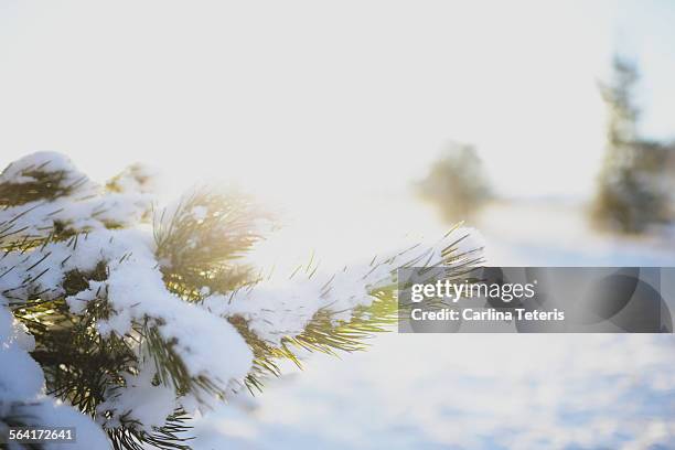 snowy tree branch at sunrise - cranbrook bc stock pictures, royalty-free photos & images