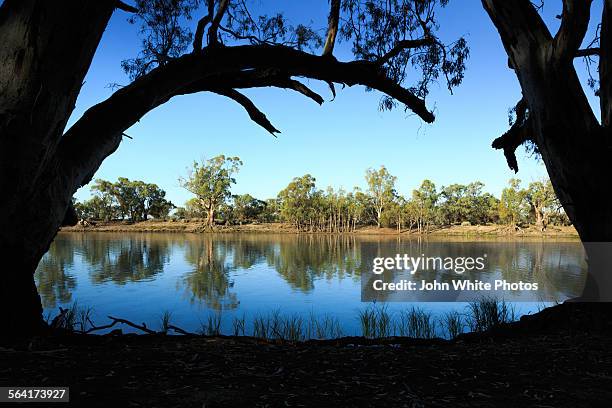 gum trees and the river murray. australia. - mildura stock pictures, royalty-free photos & images