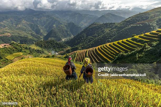 two women on terraced rice fields, mu cang chai, yenbai, vietnam - mù cang chải stock pictures, royalty-free photos & images