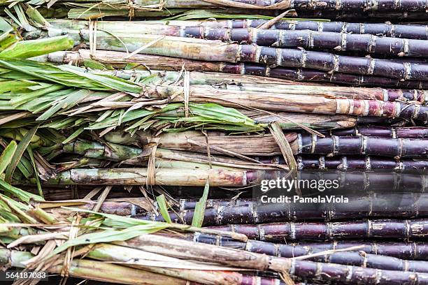 close-up of sugar cane stalks - sugar cane stock pictures, royalty-free photos & images