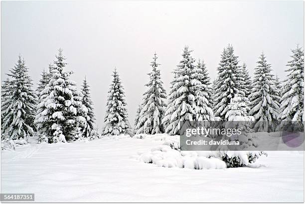 snow covered fir trees, transylvania, romania - deep snow stockfoto's en -beelden