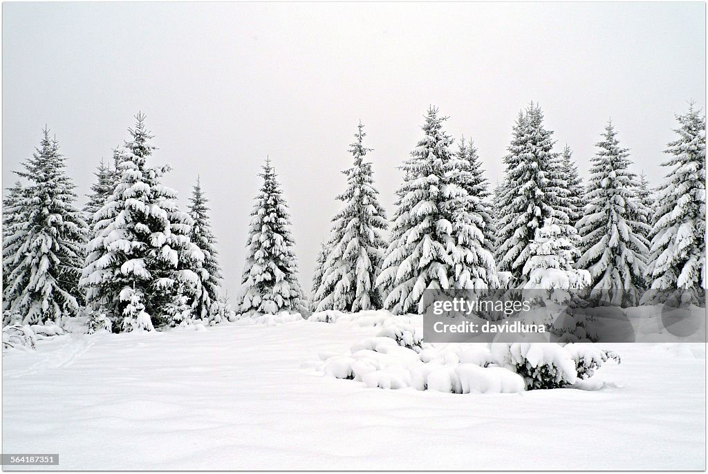 Snow covered fir trees, Transylvania, Romania