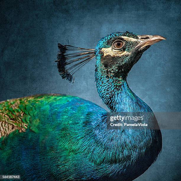 Portrait of a peacock bird