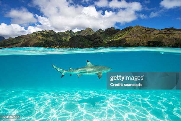 underwater shot of a black tip shark, tahiti, french polynesia - ocean surface level stock pictures, royalty-free photos & images