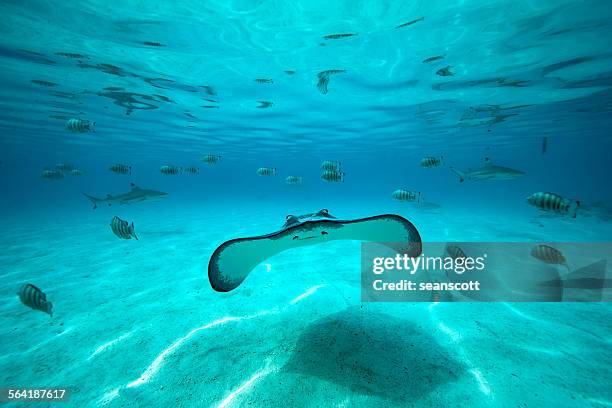 underwater shot of a stingray, fish and sharks in the background, tahiti, french polynesia - stingray stockfoto's en -beelden