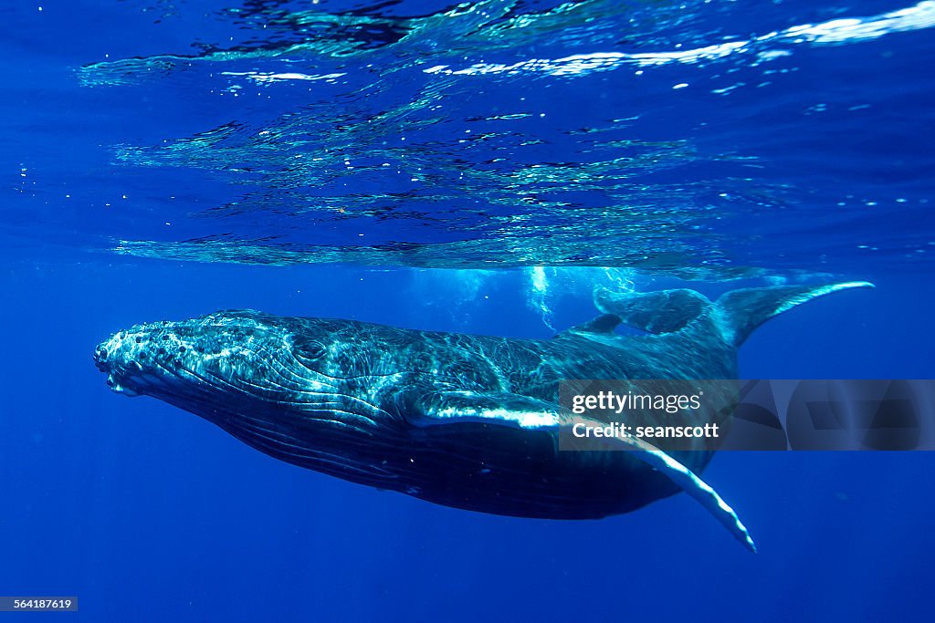 Underwater shot of a humpback whale, Tahiti, French Polynesia