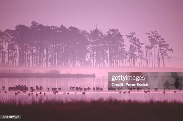 blackwater national wildlife refuge, md sunrise. - chesapeake bay stockfoto's en -beelden