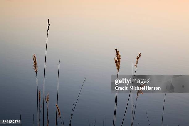 tall grass is silhouetted against calm pond in delaware, usa. - reed grass family stock pictures, royalty-free photos & images