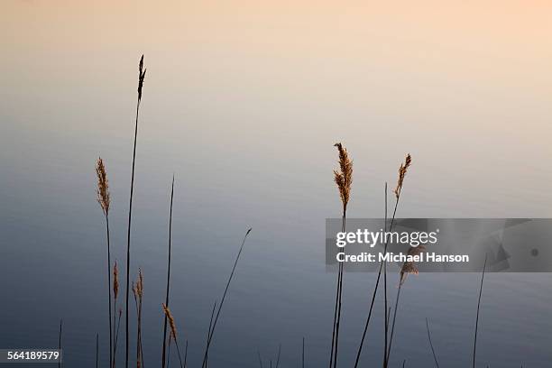 tall grass is silhouetted against calm pond in delaware, usa. - vass gräsfamiljen bildbanksfoton och bilder