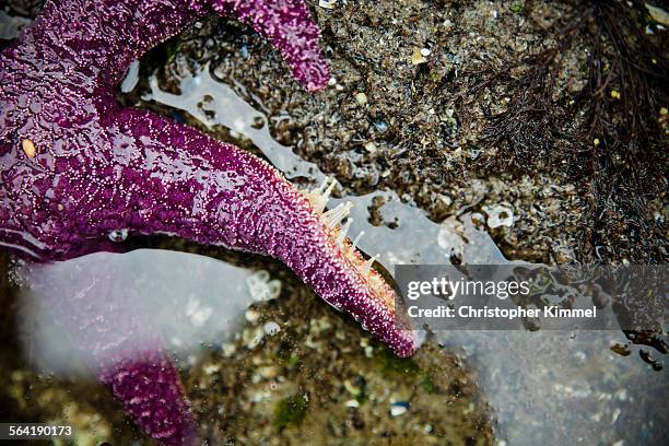 tentacle tube feet stretch out on one leg of a purple starfish. - tube feet stock pictures, royalty-free photos & images