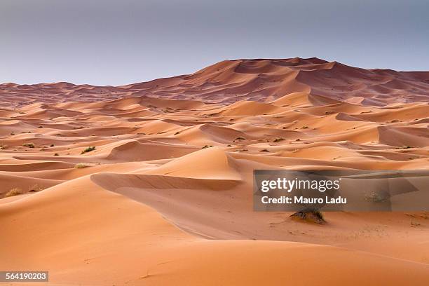 red sand dunes in erg chebbi, sahara desert. merzouga, morocc - erg chebbi desert stock pictures, royalty-free photos & images