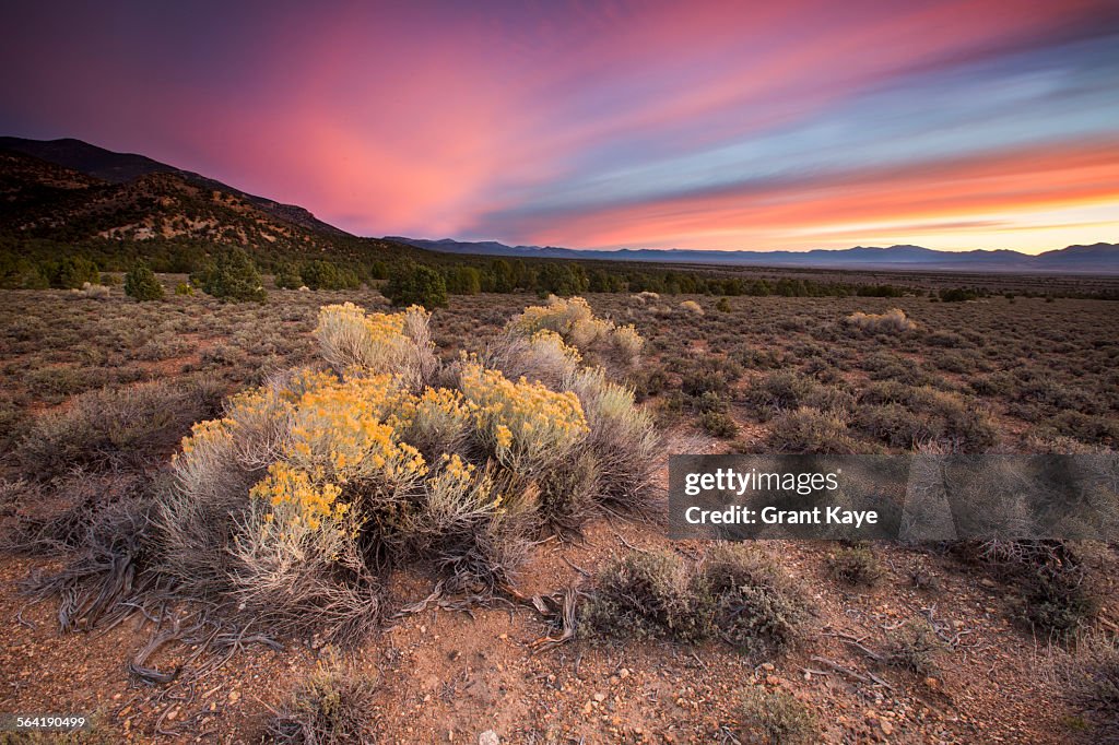 Sagebrush in bloom, central Nevada
