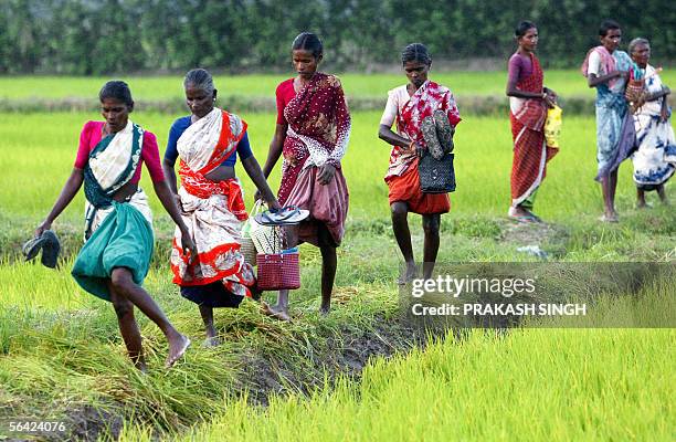 In this picture taken 01 December 2005, Indian women labourers walk back home after a day of work in a paddy field near Velankanni in the...