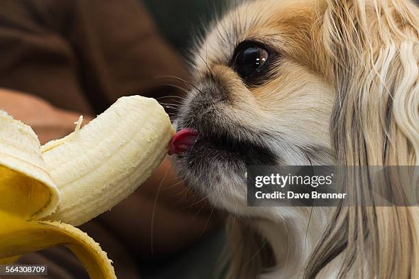 young pekingese dog licks a banana - banane essen stock-fotos und bilder