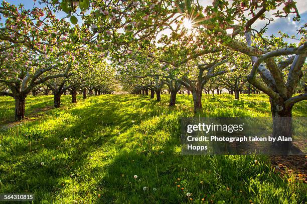 bursting through the blossom - apple orchard stock pictures, royalty-free photos & images