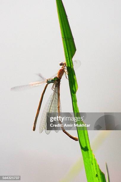 dragonfly eating another dragonfly - amerikanische-bundesstaatsgrenze stock-fotos und bilder