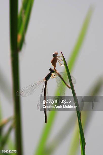 dragonfly eating another dragonfly - amerikanische-bundesstaatsgrenze stock-fotos und bilder