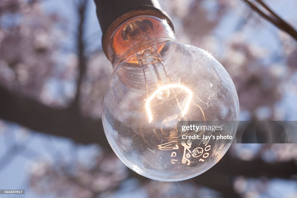 A light bulb in a cherry blossoms background