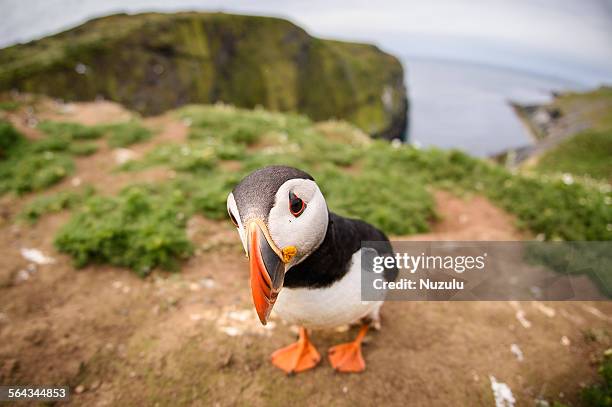 closeup fisheye view of puffin on skomer island - papageitaucher stock-fotos und bilder