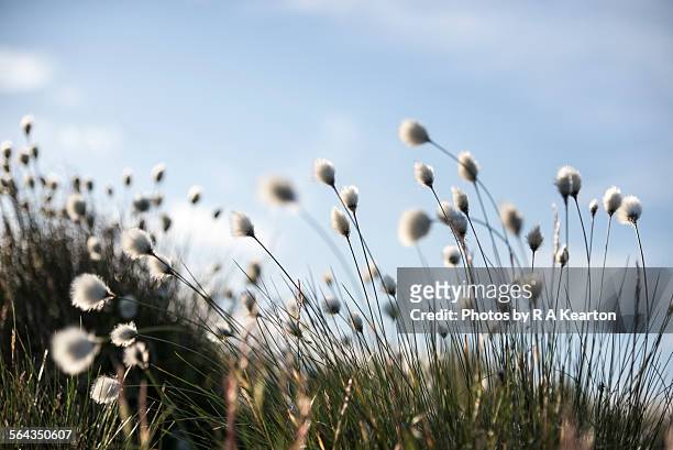 cotton grass on hills in northern england - wollgras stock-fotos und bilder
