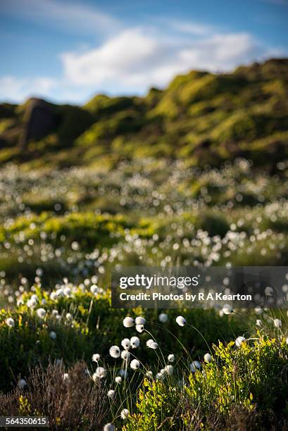 cotton grass on moorland in early summer - pompong bildbanksfoton och bilder