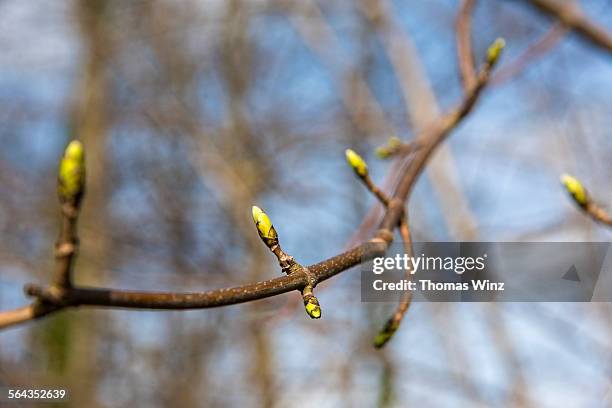 fresh buds in spring - knop plant stage stockfoto's en -beelden