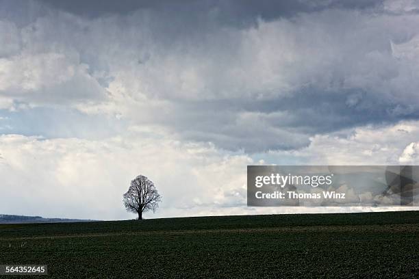 Tree Image Single Science 191 Distant Image Of Single Tree In Field Stock Photos, High-Res ...