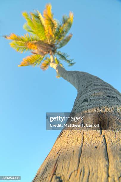 palm tree - bahia honda key stock pictures, royalty-free photos & images