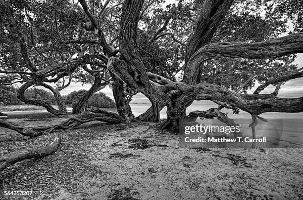 trees - bahia honda key stock pictures, royalty-free photos & images