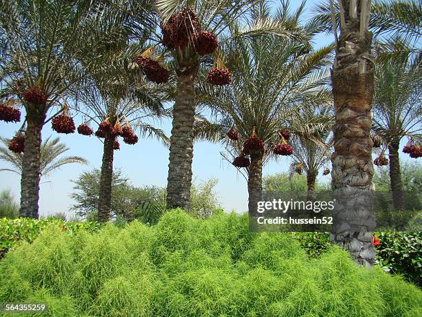 palm red date green land grass - hussein52 stock pictures, royalty-free photos & images
